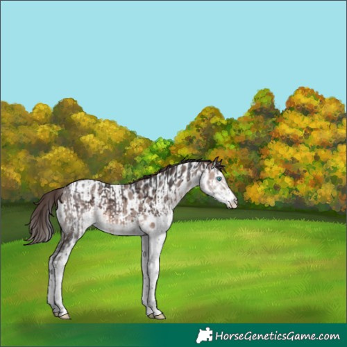 Horse Color:Brown Splash  and Sable Champagne Splash Appaloosa Rabicano 