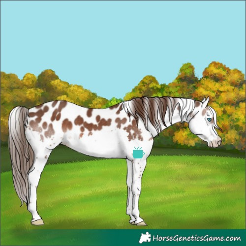 Horse Color:Liver Chestnut Splash Leopard Rabicano 