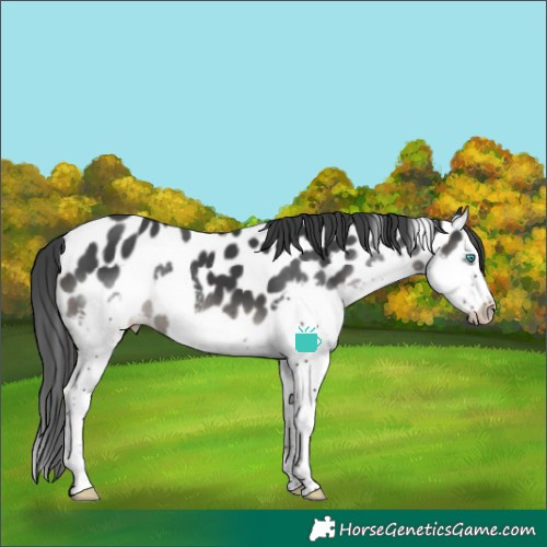 Horse Color:Black Splash Frame Appaloosa