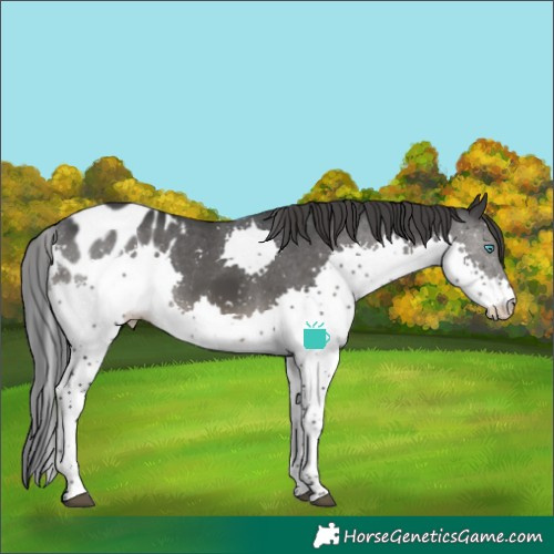 Horse Color:Black Splash Appaloosa