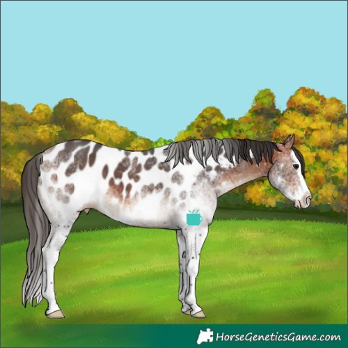 Horse Color:White Spotted Bay Splash Appaloosa 
