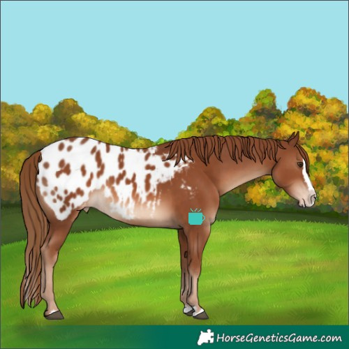 Horse Color:Chestnut Splash Appaloosa 