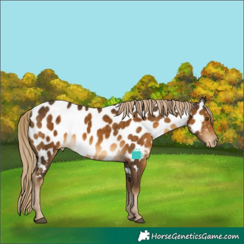Horse Color:Chocolate Palomino Appaloosa 