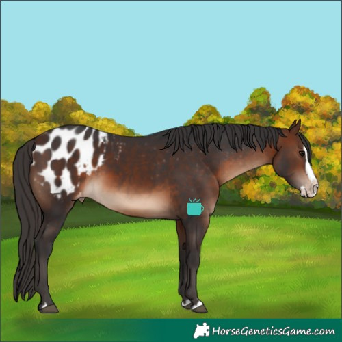 Horse Color:Brown Splash Appaloosa 