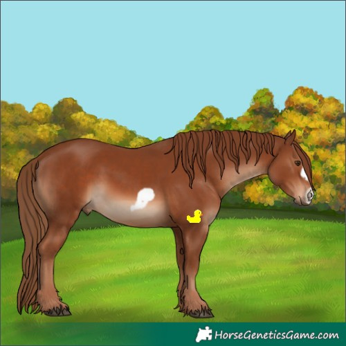 Horse Color:Chestnut Frame 