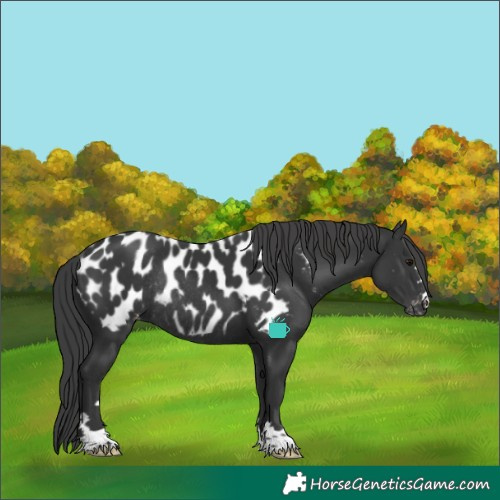 Horse Color:Black Appaloosa Rabicano 