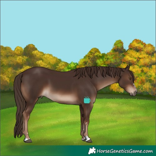 Horse Color:Liver Chestnut 