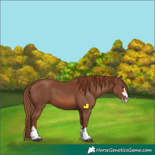 Horse Color:Chestnut Splash 
