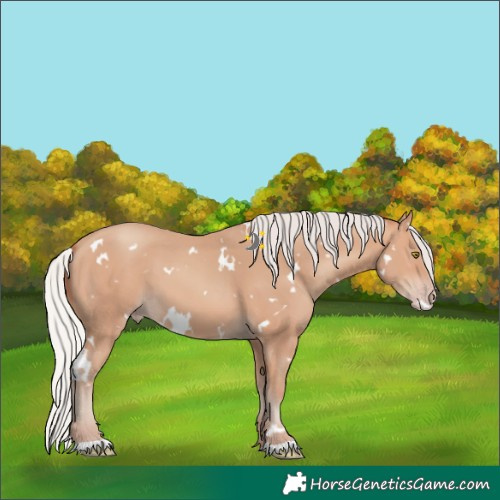 Horse Color:White Spotted Silver Amber Champagne