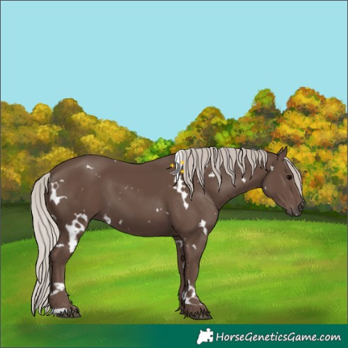 Horse Color:White Spotted Silver Black 