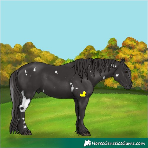 Horse Color:White Spotted Smoky Black