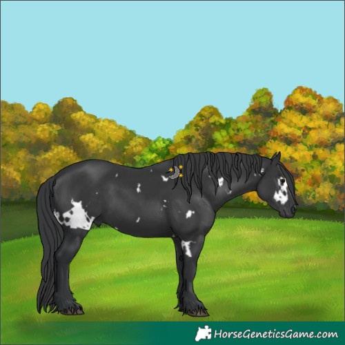 Horse Color:White Spotted Black