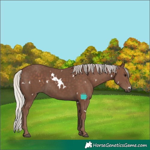Horse Color:White Spotted Silver Black 