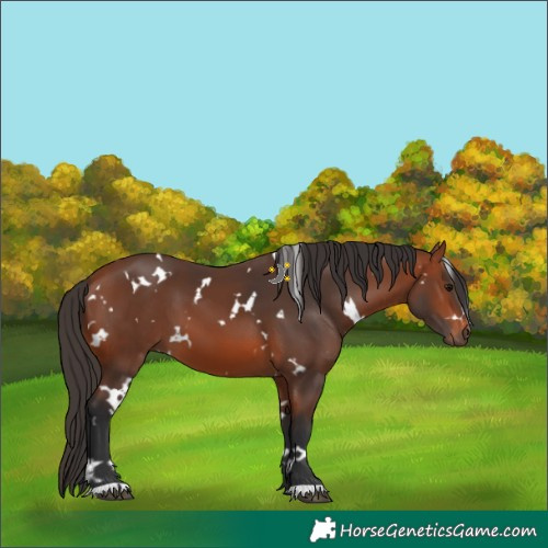 Horse Color:White Spotted Bay 