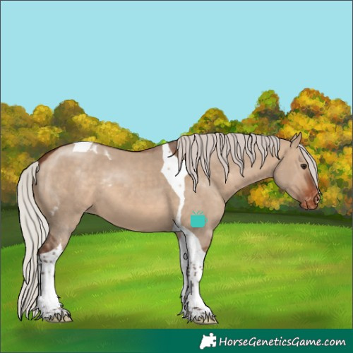 Horse Color:Silver Brown Dun Tobiano Skewed Appaloosa 