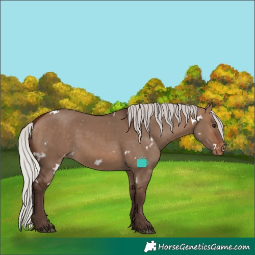 Horse Color:White Spotted Silver Brown Dun Skewed Appaloosa 