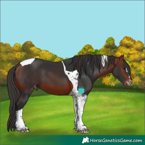 Horse Color:Bay Tobiano Skewed Appaloosa