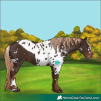 Horse Color:White Spotted Liver Chestnut Skewed LP Spotted 