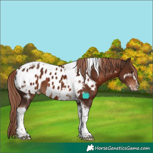 Horse Color:White Spotted Liver Chestnut Tobiano Frame Skewed Appaloosa 