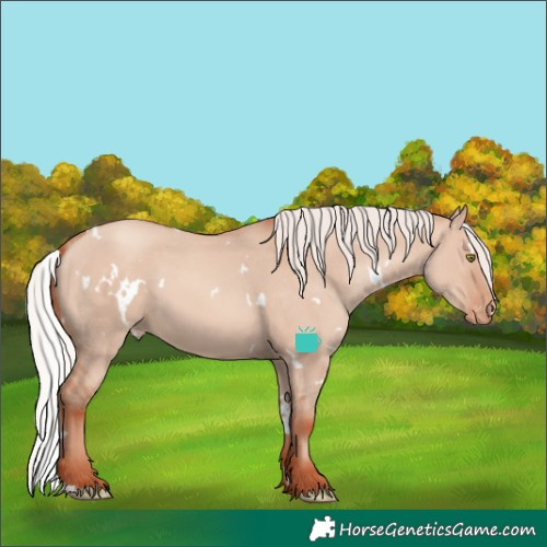Horse Color:White Spotted Silver Sable Champagne Dun Skewed Appaloosa 