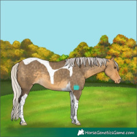 Horse Color:Silver Buckskin Dun Tobiano Skewed LP Spotted 