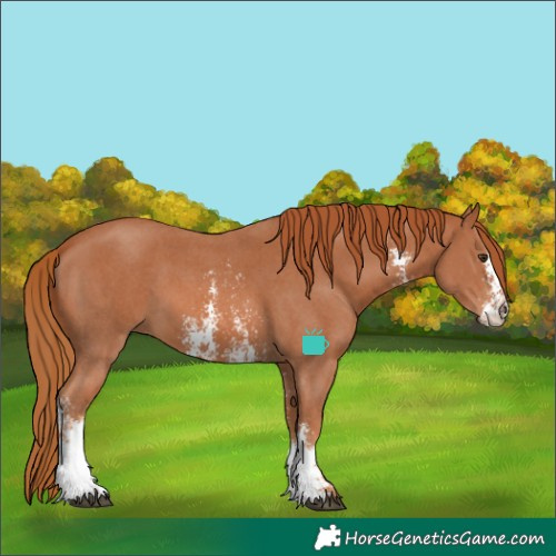 Horse Color:Chestnut Sabino 