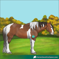 Horse Color:Bay Splash Tobiano