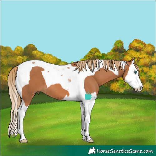 Horse Color:Chestnut Splash Tobiano