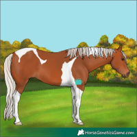 Horse Color:Silver Bay Tobiano