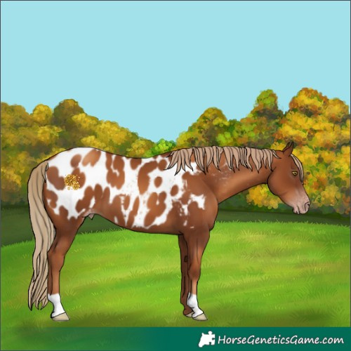 Horse Color:Gray Gold Champagne Appaloosa