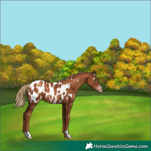 Horse Color:Gray Gold Champagne Appaloosa 