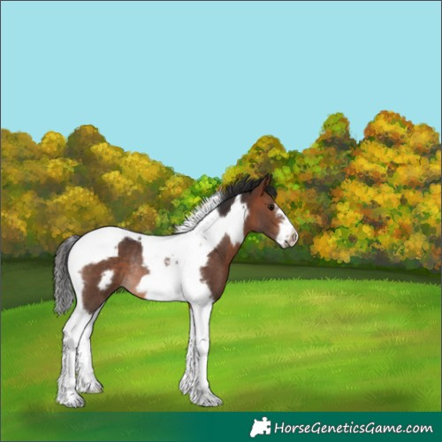 Horse Color:Bay Tobiano Frame Rabicano 