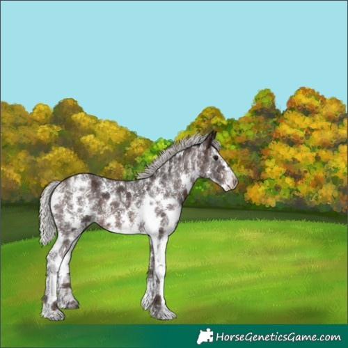 Horse Color:Silver Brown Sabino 