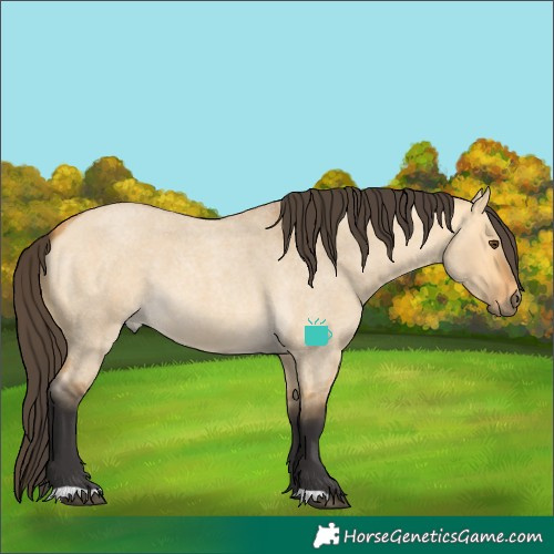Horse Color:Buckskin Roan Dun