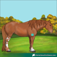 Horse Color:Chestnut Sabino Skewed LP Spotted