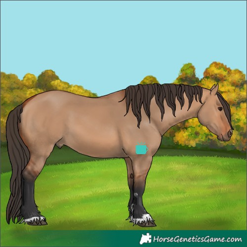 Horse Color:Bay Dun