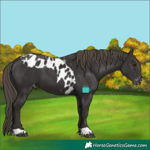 Horse Color:Smoky Black Skewed Appaloosa