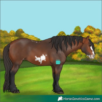 Horse Color:Bay Frame Skewed LP Spotted 