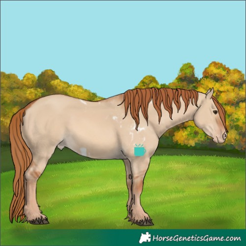 Horse Color:Red Dun Skewed Appaloosa