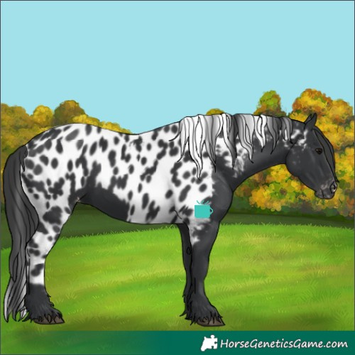 Horse Color:Black Skewed Appaloosa 