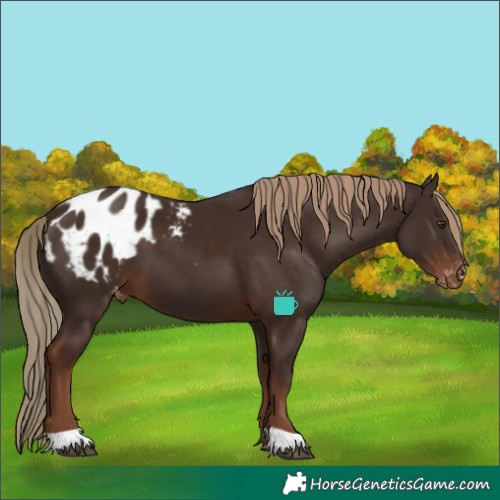 Horse Color:Liver Chestnut Appaloosa 