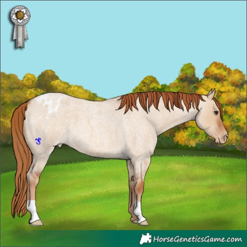 Horse Color:Red Dun Roan Appaloosa 