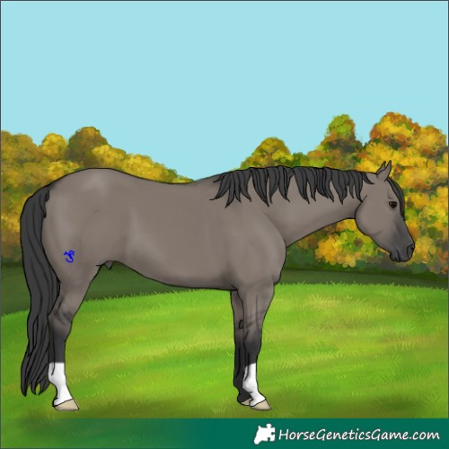 Horse Color:Grullo