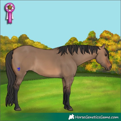 Horse Color:Brown Dun 