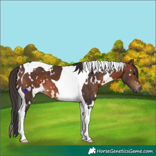 Horse Color:White Spotted Brown Tobiano