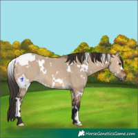 Horse Color:White Spotted Bay Dun