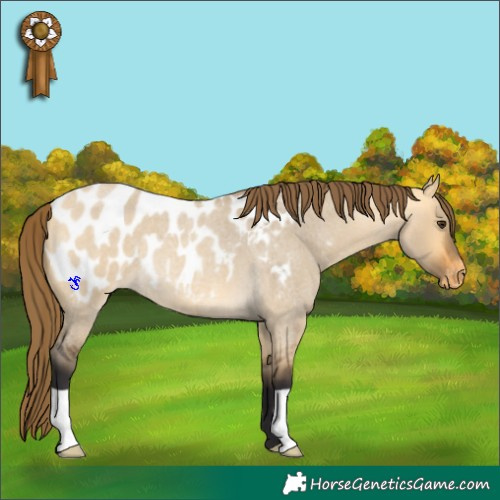 Horse Color:Buckskin Roan Dun Appaloosa