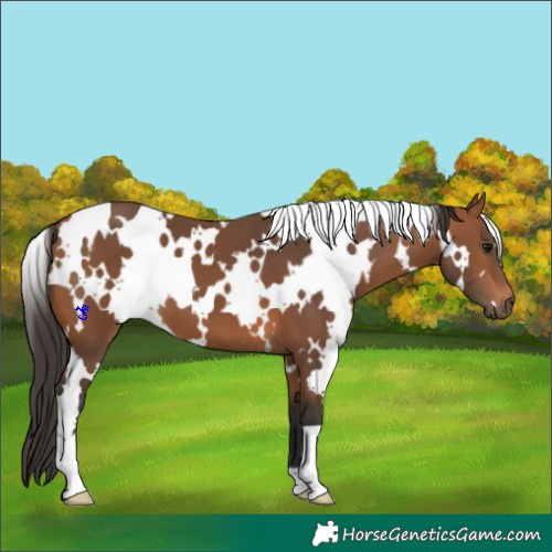 Horse Color:White Spotted Bay