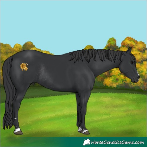 Horse Color:Black Rabicano 