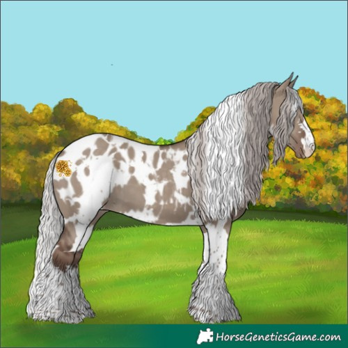 Horse Color:White Spotted Silver Grullo Appaloosa